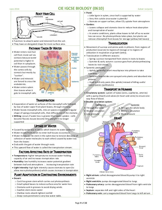 biology o level notes